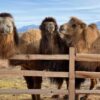 Canna-Camels: Ultimate Cannabis, Exotic Animals Day Trip Now Available from Las Vegas